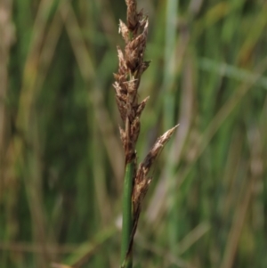 Carex sp. at Dry Plain, NSW - 15 Jan 2022