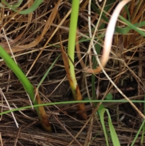 Carex sp. at Dry Plain, NSW - 15 Jan 2022