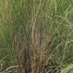 Carex sp. at Dry Plain, NSW - 15 Jan 2022