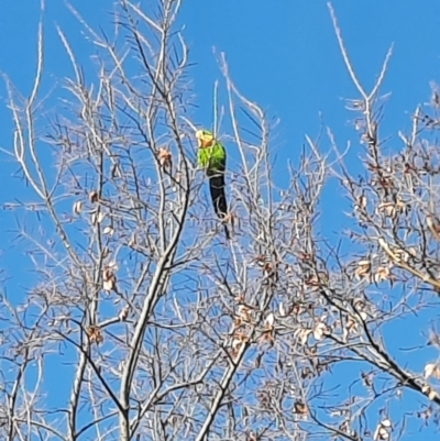 Polytelis swainsonii (Superb Parrot) at Tuggeranong Creek to Monash Grassland - 29 Jun 2023 by MB