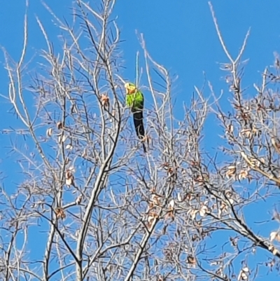 Polytelis swainsonii (Superb Parrot) at Monash, ACT - 29 Jun 2023 by MB