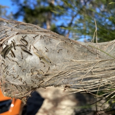 Panacela sp. (Bag Shelter Moth) at Wattle Ridge - 5 Jul 2023 by GlossyGal