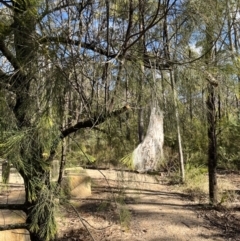 Panacela sp. at Wattle Ridge, NSW - 5 Jul 2023