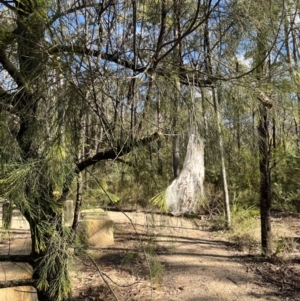 Panacela sp. at Wattle Ridge, NSW - 5 Jul 2023 11:57 AM