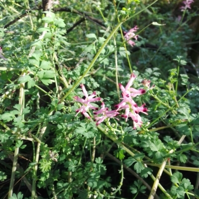 Fumaria sp. (Fumitory) at Molonglo Valley, ACT - 29 Jun 2023 by sangio7