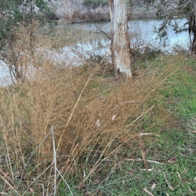 Asparagus officinalis (Asparagus) at Tennent, ACT - 27 Jun 2023 by dwise