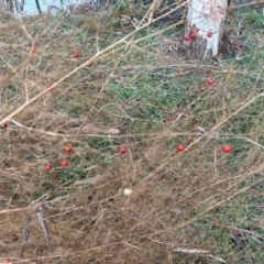 Asparagus officinalis at Tennent, ACT - 27 Jun 2023