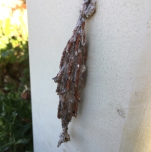 Metura elongatus at Nicholls, ACT - 29 Jun 2023