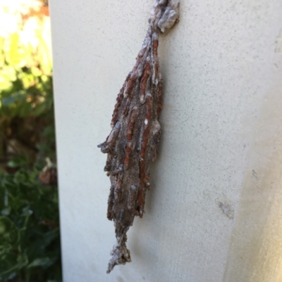 Metura elongatus (Saunders' case moth) at Nicholls, ACT - 29 Jun 2023 by RayH