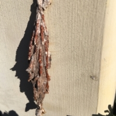 Metura elongatus at Nicholls, ACT - 29 Jun 2023