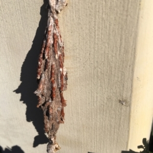 Metura elongatus at Nicholls, ACT - 29 Jun 2023