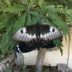 Papilio aegeus (Orchard Swallowtail, Large Citrus Butterfly) at Nicholls, ACT - 21 Feb 2022 by RayH