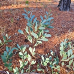 Acacia penninervis var. penninervis (Hickory Wattle) at Isaacs Ridge and Nearby - 29 Jun 2023 by Mike