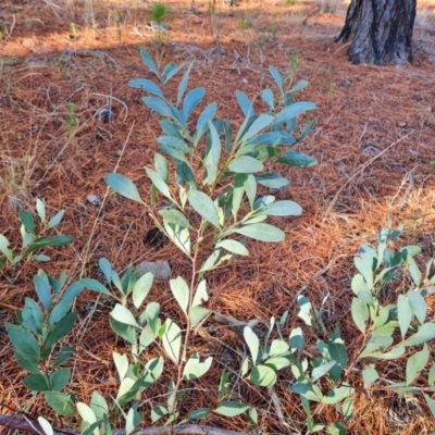 Acacia penninervis var. penninervis (Hickory Wattle) at Isaacs Ridge and Nearby - 29 Jun 2023 by Mike