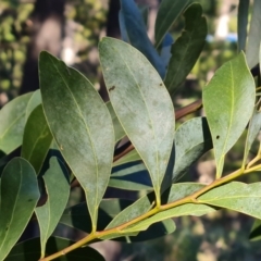 Acacia penninervis var. penninervis at Isaacs, ACT - 29 Jun 2023