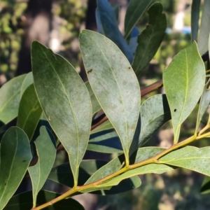 Acacia penninervis var. penninervis at Isaacs, ACT - 29 Jun 2023