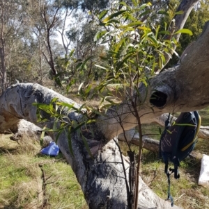 Acacia implexa at Watson, ACT - 26 Jun 2023