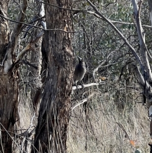 Strepera versicolor at Throsby, ACT - 29 Jun 2023