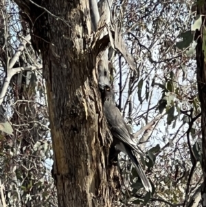 Strepera versicolor at Throsby, ACT - 29 Jun 2023