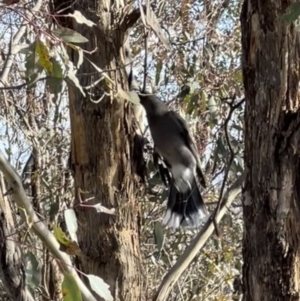 Strepera versicolor at Throsby, ACT - 29 Jun 2023