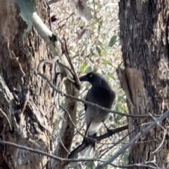 Strepera versicolor at Throsby, ACT - 29 Jun 2023