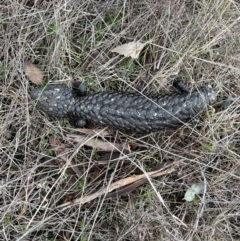 Tiliqua rugosa (Shingleback Lizard) at Throsby, ACT - 29 Jun 2023 by SimoneC