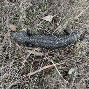 Tiliqua rugosa at Throsby, ACT - 29 Jun 2023