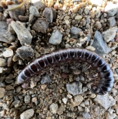 Paradoxosomatidae sp. (family) (Millipede) at Harrison, ACT - 29 Jun 2023 by SimoneC