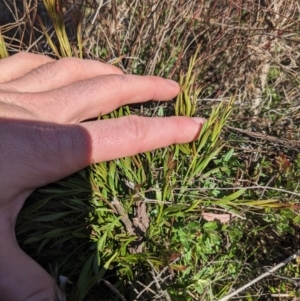 Exocarpos cupressiformis at Hackett, ACT - 29 Jun 2023