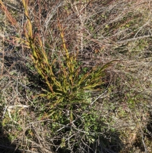 Exocarpos cupressiformis at Hackett, ACT - 29 Jun 2023 01:58 PM