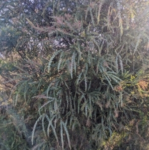 Acacia pravissima at Watson, ACT - 17 Jun 2023