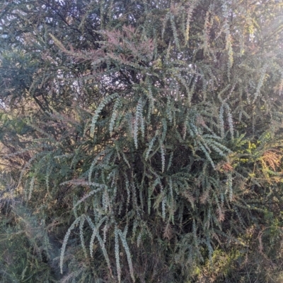 Acacia pravissima (Wedge-leaved Wattle, Ovens Wattle) at Watson, ACT - 17 Jun 2023 by WalterEgo