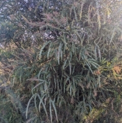 Acacia pravissima at Watson, ACT - 17 Jun 2023