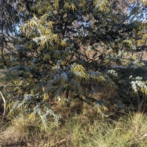 Acacia baileyana at Watson, ACT - 17 Jun 2023