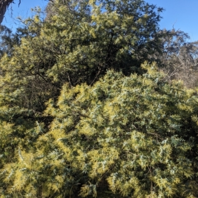 Acacia baileyana (Cootamundra Wattle, Golden Mimosa) at Watson, ACT - 17 Jun 2023 by WalterEgo