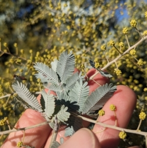 Acacia baileyana at Watson, ACT - 17 Jun 2023 02:42 PM