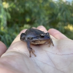Unidentified Frog at Bundanoon, NSW - 29 Jun 2023 by ESP