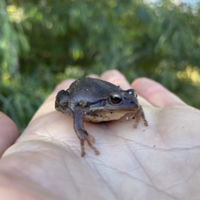 Litoria verreauxii verreauxii (Whistling Tree-frog) at Bundanoon - 29 Jun 2023 by ESP