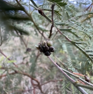 Dasineura sp. (genus) at Gungahlin, ACT - 29 Jun 2023