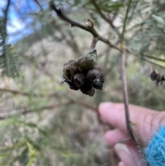 Dasineura sp. (genus) at Gungahlin, ACT - 29 Jun 2023