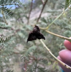 Dasineura sp. (genus) at Gungahlin, ACT - 29 Jun 2023