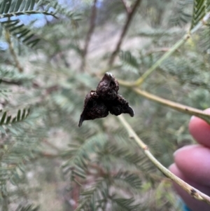 Dasineura sp. (genus) at Gungahlin, ACT - 29 Jun 2023