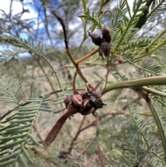 Dasineura sp. (genus) at Gungahlin, ACT - 29 Jun 2023