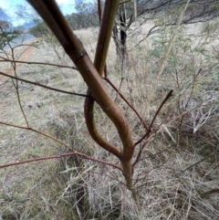 Dasineura sp. (genus) at Gungahlin, ACT - 29 Jun 2023 11:42 AM