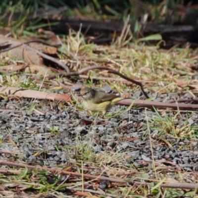 Acanthiza reguloides (Buff-rumped Thornbill) at Bonython, ACT - 29 Jun 2023 by RodDeb