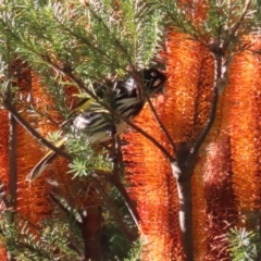 Phylidonyris novaehollandiae at Bonython, ACT - 29 Jun 2023