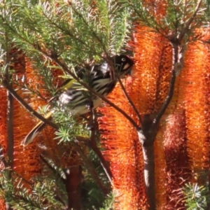 Phylidonyris novaehollandiae at Bonython, ACT - 29 Jun 2023