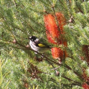 Phylidonyris novaehollandiae at Bonython, ACT - 29 Jun 2023