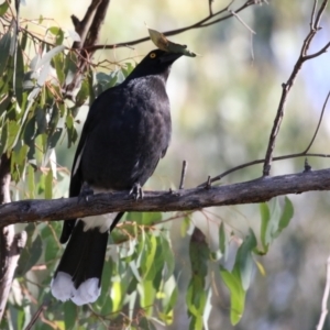 Strepera graculina at Bonython, ACT - 29 Jun 2023