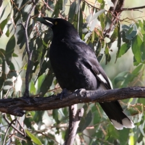 Strepera graculina at Bonython, ACT - 29 Jun 2023